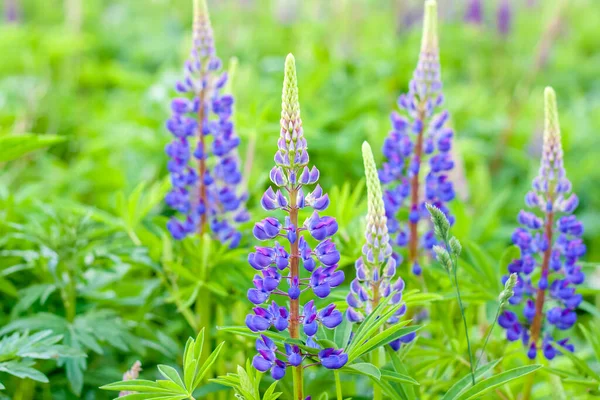 Fleur Lupin Fleurs Sauvages Lupins Fleurs Violettes Bleues Bouquet Lupins — Photo