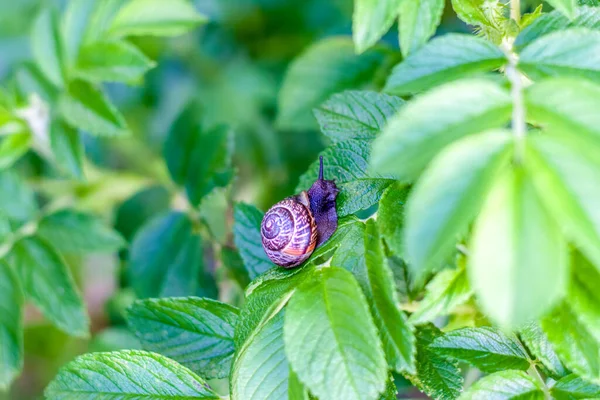 Caracol Desliza Sobre Textura Verde Das Folhas Grande Molusco Branco — Fotografia de Stock