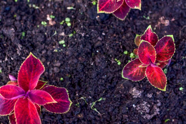 Broto Com Folhas Vermelhas Brilhantes Apenas Plantadas Canteiro Flores Cama — Fotografia de Stock