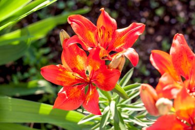 Turuncu Zambak. Akşam güneşinde çiçek tarhında parlak çiçekler.