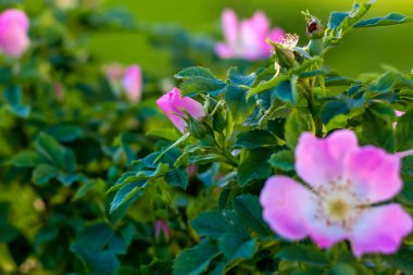 Çalı kalçası. Güllük gülistanlık. Yaban gülünün parlak renkleri ile yeşil çalı. Güzel yaz arkaplanı.
