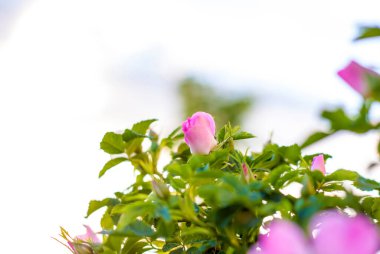 Çalı kalçası. Güllük gülistanlık. Yaban gülünün parlak renkleri ile yeşil çalı. Güzel yaz arkaplanı.