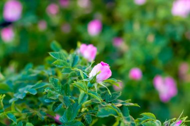 Çalı kalçası. Güllük gülistanlık. Yaban gülünün parlak renkleri ile yeşil çalı. Güzel yaz arkaplanı.