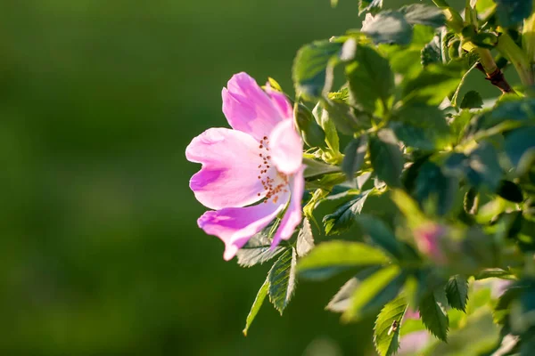 Shrub Rose Hips Blooming Rosehip Green Shrub Bright Colors Wild — Stock Photo, Image