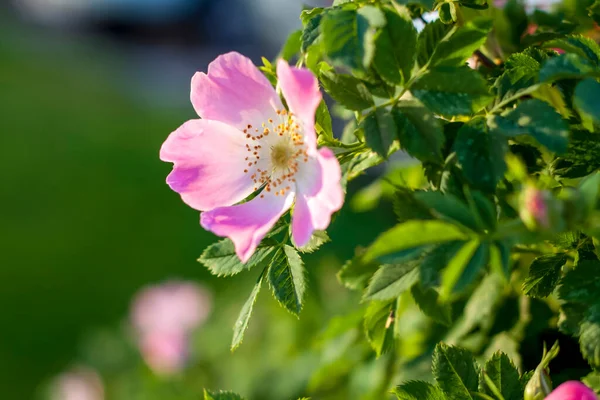 Shrub Rose Hips Blooming Rosehip Green Shrub Bright Colors Wild — Stock Photo, Image