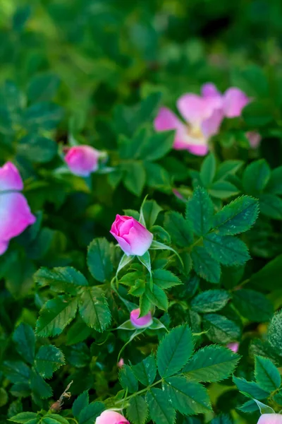 Arbusto Rosa Quadris Nave Rosa Florescente Arbusto Verde Com Cores — Fotografia de Stock