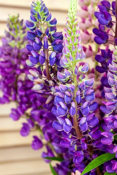 Delicati Fiori Lupino Primo Piano Uno Sfondo Legno Sfondo Lavori — Foto Stock