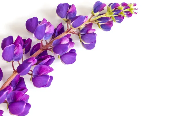 Krásné Fialové Květy Dřevěné Patce Pozadí Pro Prezentaci Návrh Grafických — Stock fotografie