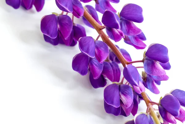 Ahşap Bir Üste Güzel Mor Çiçekler Grafik Çalışmalarının Sunumu Tasarımı — Stok fotoğraf
