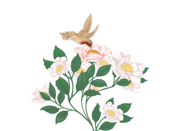 Herbata Różana Bush Ptak Pobliżu Kwiatu Krzew Kwiatów Ilustracja Białym — Zdjęcie stockowe