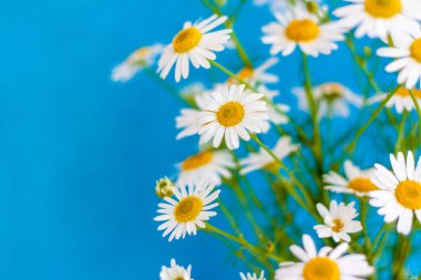 Mavi arka planda güzel papatyalar. Parlak bir arka planda bir buket çiçek. Sunum ve grafik tasarımı için duvar kağıdı.