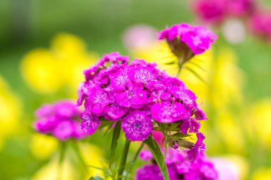 Parlak mor çiçekler. Yaz çiçekleri. Çiçek tarlasında parlak çiçekler. Yaratıcı çalışmalar ve sunumlar için çiçek arkaplanı.