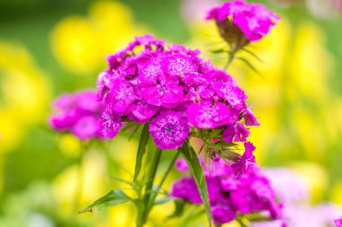 Parlak mor çiçekler. Yaz çiçekleri. Çiçek tarlasında parlak çiçekler. Yaratıcı çalışmalar ve sunumlar için çiçek arkaplanı.