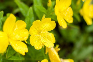 Parlak sarı çiçekler. Yaz çiçekleri. Çiçek tarlasında parlak çiçekler. Yaratıcı çalışmalar ve sunumlar için çiçek arkaplanı.