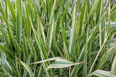 Yeşil çimenler. Arka plan için doku. Kalın yeşil çimenler. Yaratıcı çalışmalar ve sunumlar için arkaplan.
