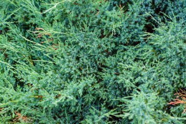 Yeşil çimenler. Arka plan için doku. Kalın yeşil çimenler. Yaratıcı çalışmalar ve sunumlar için arkaplan.