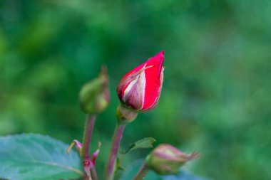 Açılmamış bir gülün kırmızı Bud 'ı. Sunum veya grafik tasarımı için çiçek arkaplanı.