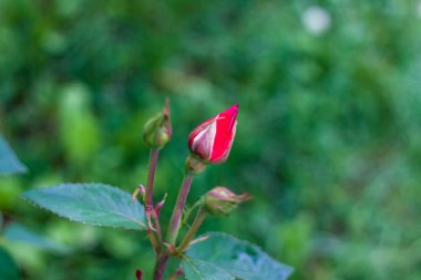 Açılmamış bir gülün kırmızı Bud 'ı. Sunum veya grafik tasarımı için çiçek arkaplanı.