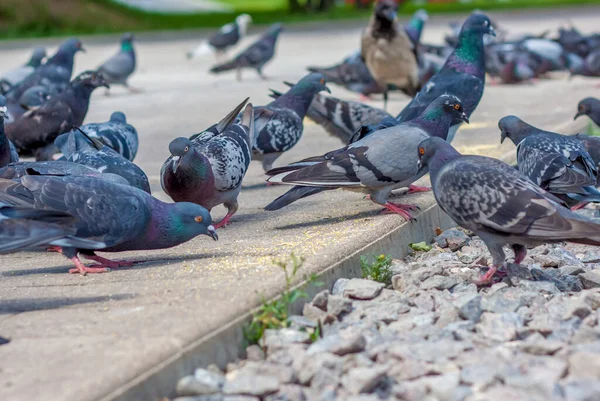 Las Aves Picotean Activamente Grano Asfalto Una Bandada Pájaros Palomas — Foto de Stock