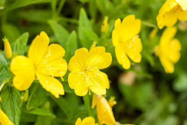 Flores Amarelas Brilhantes Verão Florescer Flores Brilhantes Canteiro Flores Fundo — Fotografia de Stock