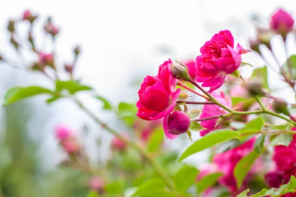 Piękny Jasny Krzew Różanymi Kwiatami Wiklinowa Róża Tło Kwiatowe Prezentacji — Zdjęcie stockowe
