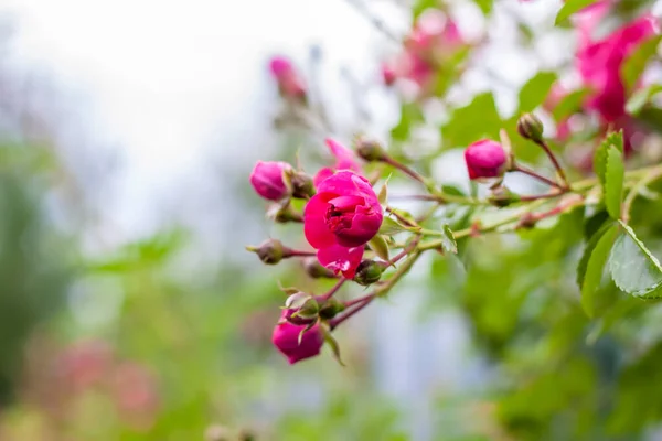 Beautiful Bright Shrub Rose Flowers Wicker Rose Floral Background Presentation — Stock Photo, Image