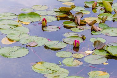 Göl çoktan kapanmış su zambakları. Gölde pembe nilüferler.