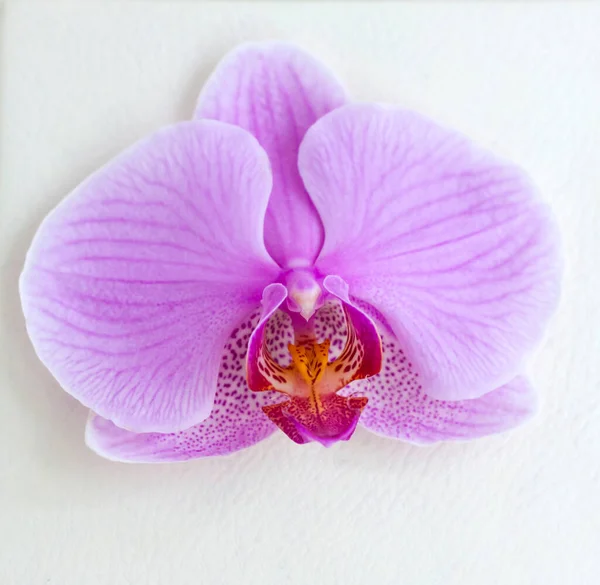 Purple Orchid Flower Close Bright Flower Light Background — Stock Photo, Image