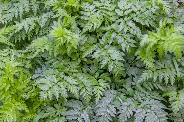 Green Grass Dense Shrubbery Nature Texture Background Thick Summer Green — Stock Photo, Image