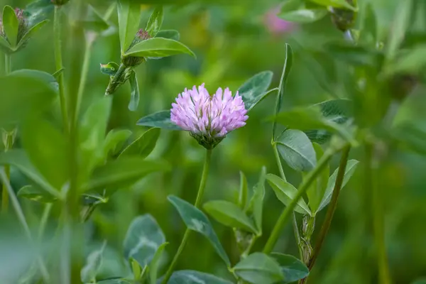 Flor Trébol Junto Lago Naturaleza Trébol Hierba Verde Textura Para — Foto de Stock