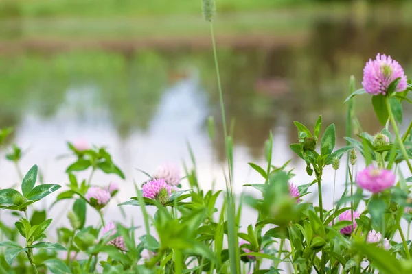 Flor Trébol Junto Lago Naturaleza Trébol Hierba Verde Textura Para — Foto de Stock