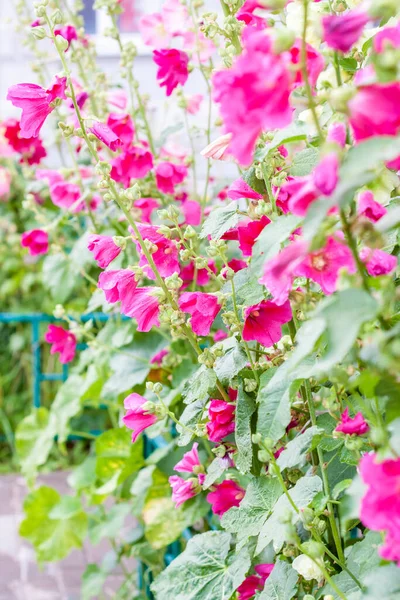 Bright Pink Flowers Grow Flower Bed House Plants Flowers Beauty — Stock Photo, Image