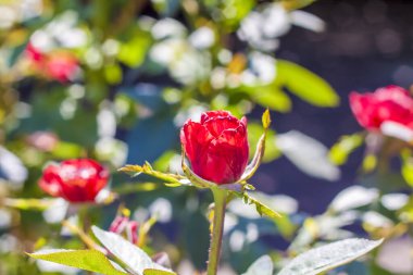 Bahçede kırmızı bir gül tomurcuklanır. Çiçek tarhında çiçekler. Grafik çalışmaları için arkaplan.
