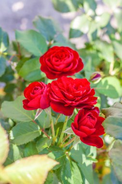 Kırmızı gül çalısı. Bahçede güzel bir kırmızı gül çiçek açar. Çiçek tarhında çiçekler.