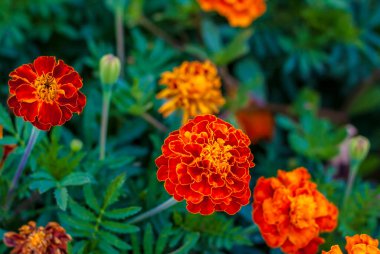 Parlak çiçekler yakın plan. Bahçede çiçekler yetişir. Tabancalı çiçek tarhı. Çiçek kartı.