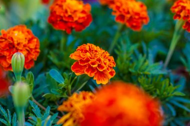 Parlak çiçekler yakın plan. Bahçede çiçekler yetişir. Tabancalı çiçek tarhı. Çiçek kartı.