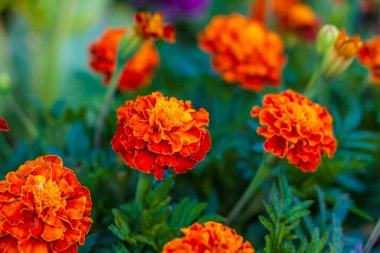 Parlak çiçekler yakın plan. Bahçede çiçekler yetişir. Tabancalı çiçek tarhı. Çiçek kartı.