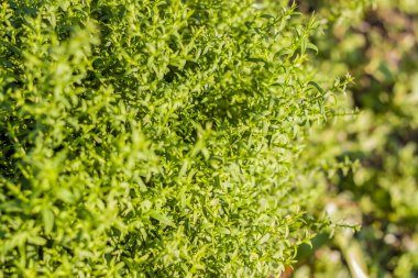 Yeşillik bir çalılık. Bahçede büyük bir çalı.