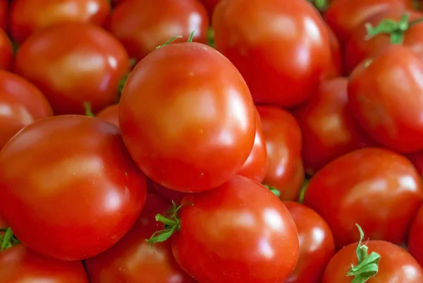 Colheita Tomates Tomates Que Acabaram Ser Colhidos Jardim Estão Chão — Fotografia de Stock