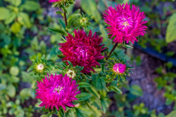 Ljusa Blommor Närbild Blommor Växer Trädgården Blomstersäng Med Aster Blomsterkort — Stockfoto