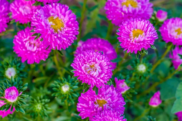 Bright flowers close-up. Flowers grow in the garden. Flower bed with asters. Flower card.