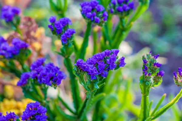 Fleurs Lumineuses Gros Plan Fleur Bleue Des Fleurs Dans Jardin — Photo