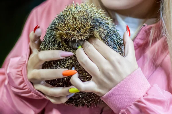 Little hedgehog. Prickly hedgehog in the hands.