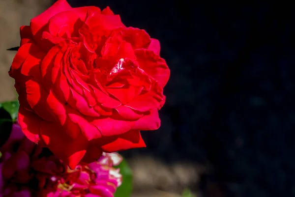 Большая Красивая Красная Роза Темном Фоне Цветы Саду Красная Роза — стоковое фото