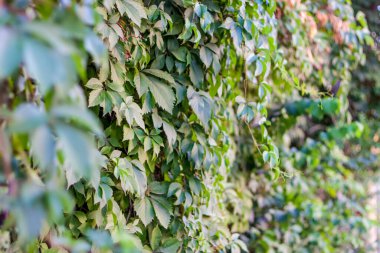 Yoğun takip tesisleri. Bitkilerin eskrimi.