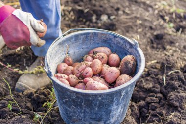 Patates topluyorum. Sonbahar hasadı.