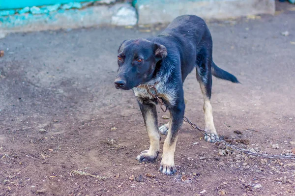 Black dog on a chain. Protected area.