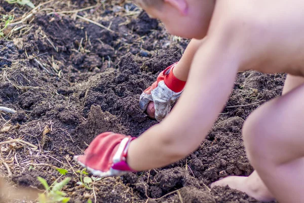 Agricultores Colhem Crianças Ajudam Colheita Agricultura Agricultura Biológica Indústria Agrícola — Fotografia de Stock