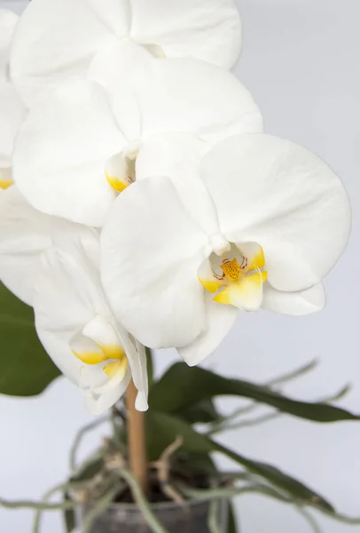 White Orchid Flowers On A Light Background White Flower Beautiful Orchid Flower Stock Images Page Everypixel White Orchid Flowers On A Light Background White Flower Beautiful Orchid Flower Stock Images Page Everypixel