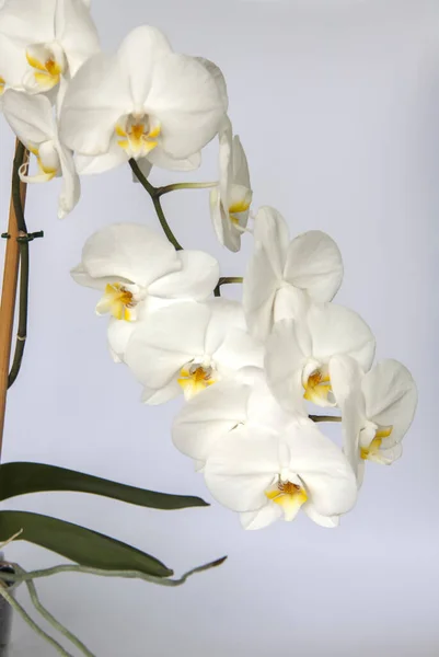 White Orchid Flowers Light Background White Flower Beautiful Orchid Flower — Stock Photo, Image